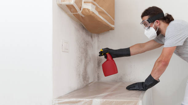 Professional Black Mold Removal technician working in Allentown, NJ