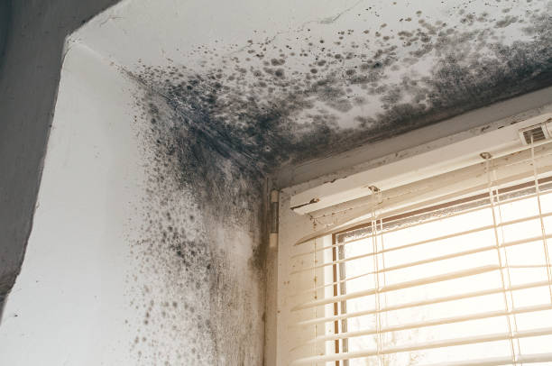 Affordable Mold Cleanup solutions in Allentown, NJ