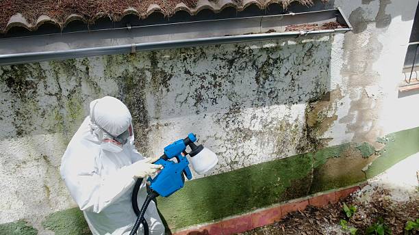 Trusted Black Mold Removal service in Allentown, NJ - Cheap Mold Removal